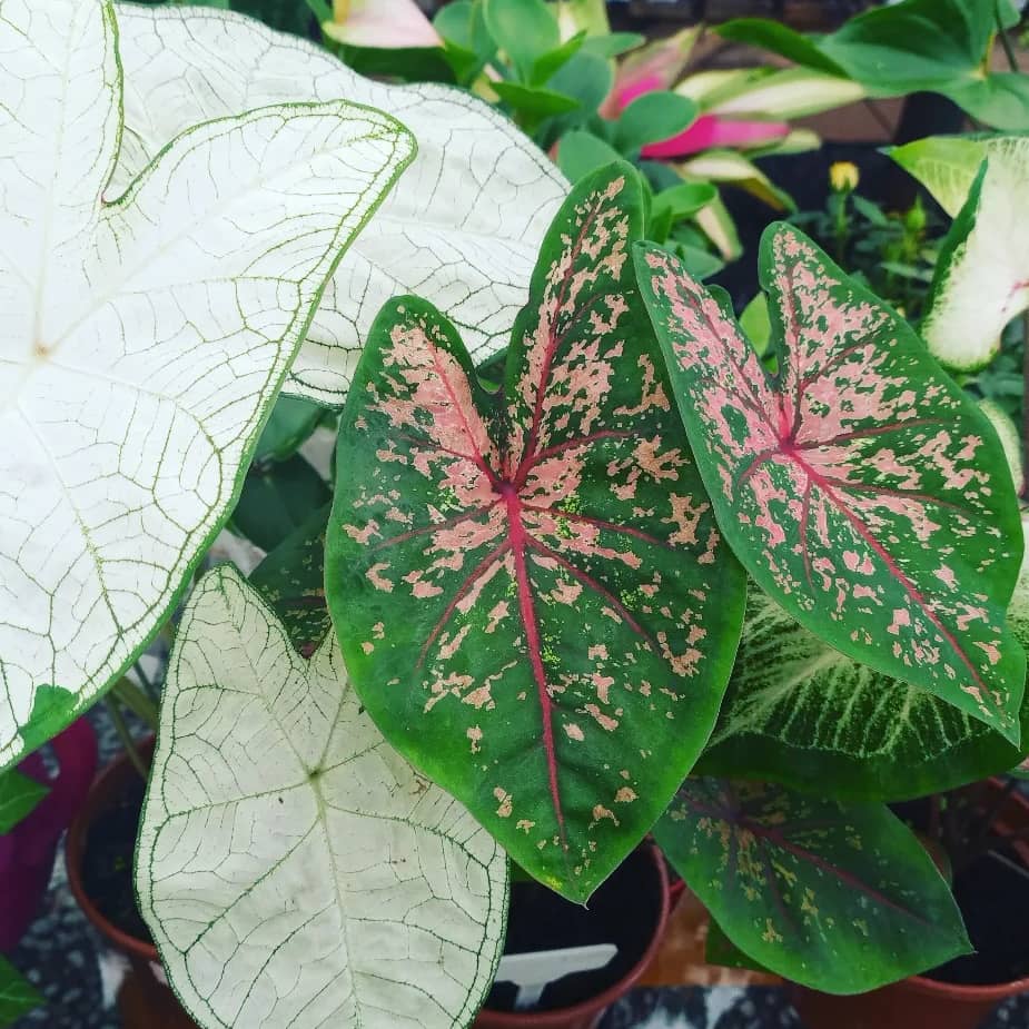 Caladium