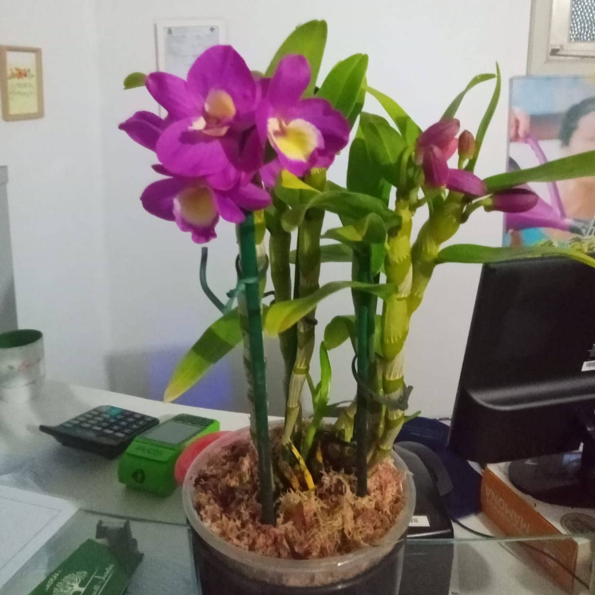 Orquídea