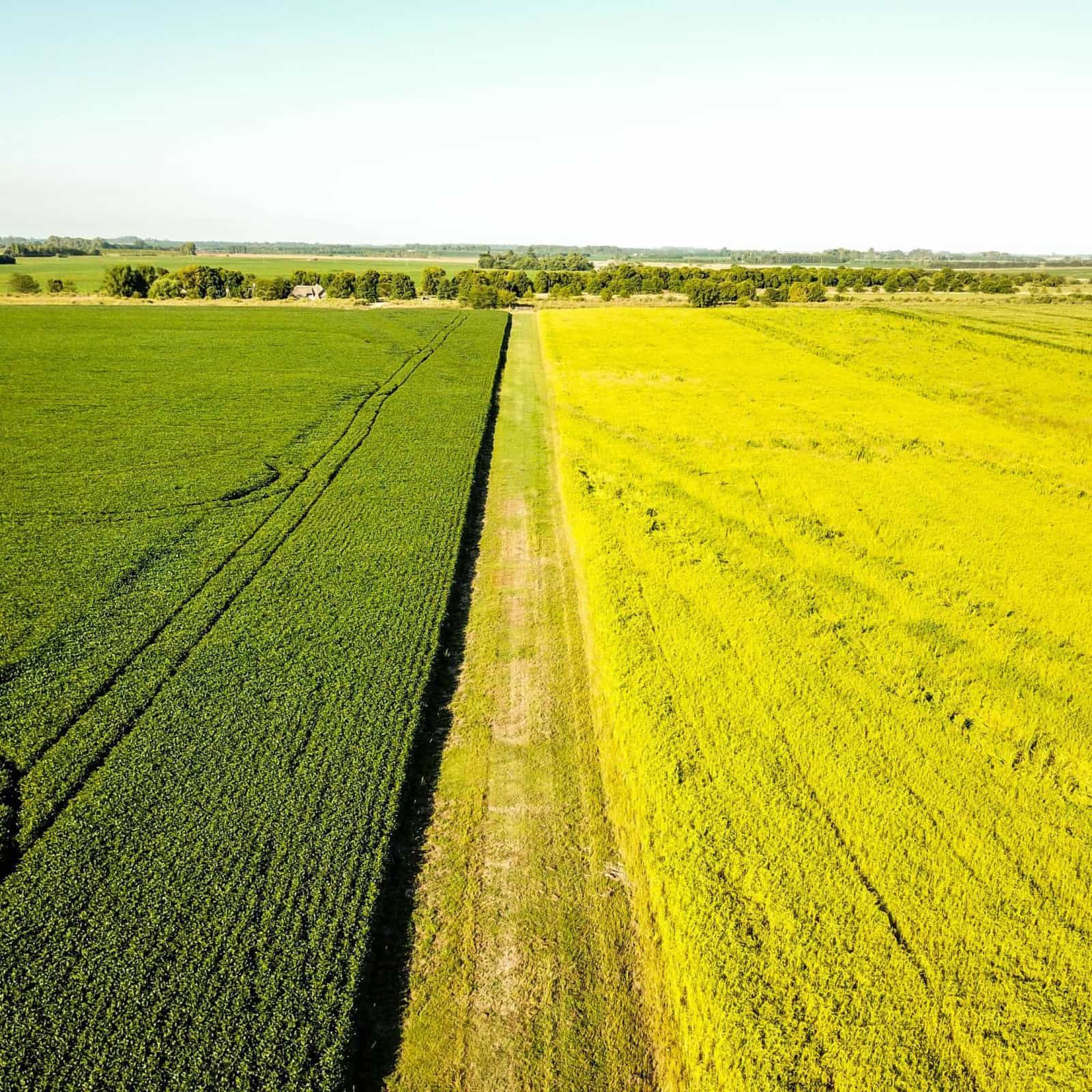 Gesso Agrícola para Pastagem