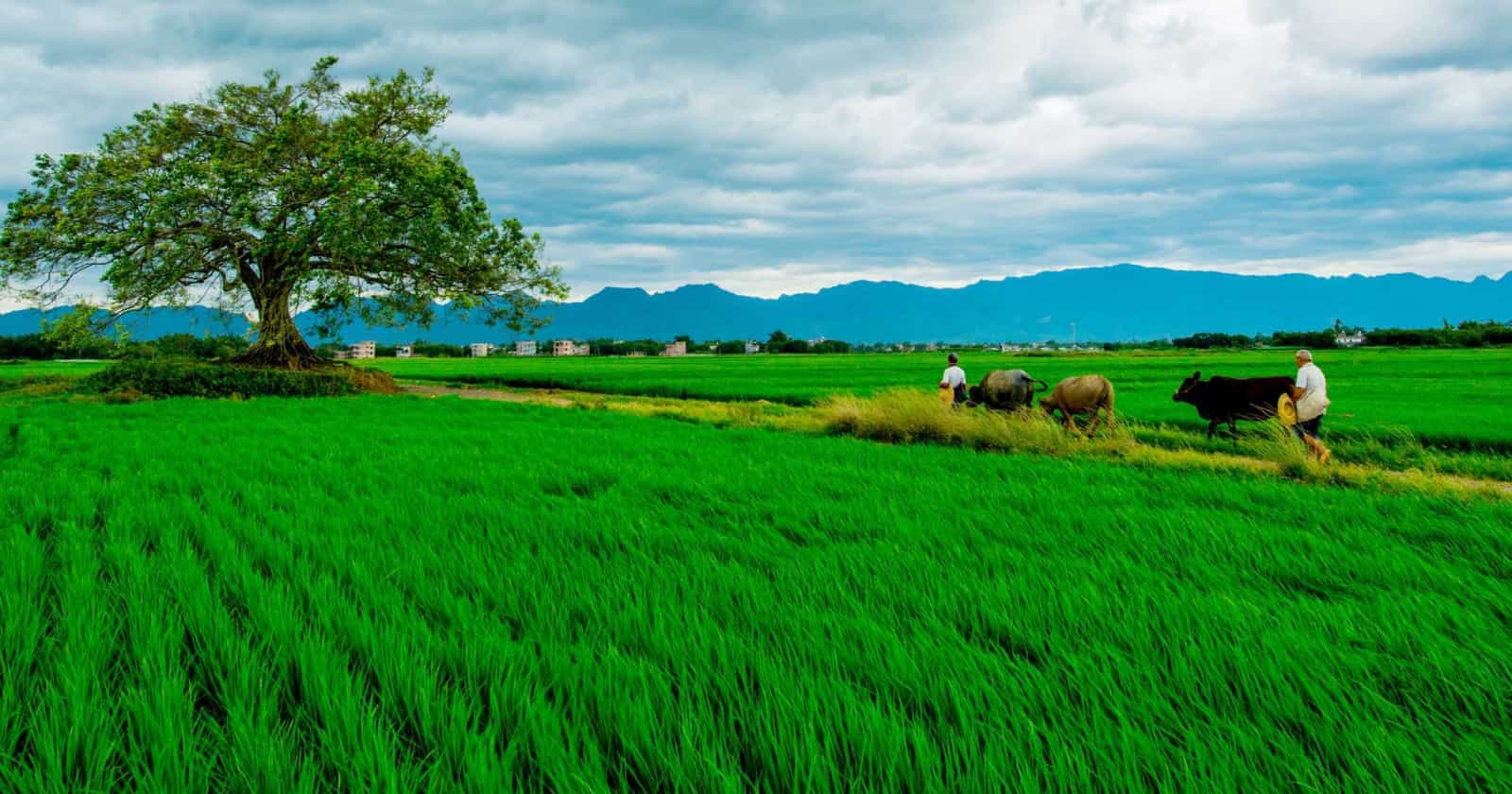 Gesso Agrícola na Correção do Solo