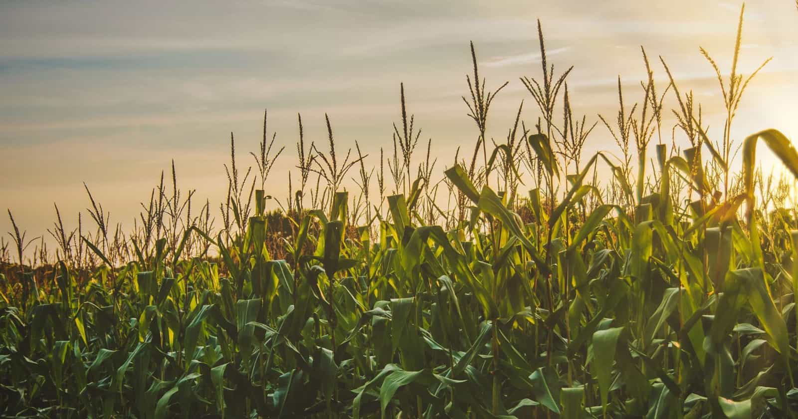 Vantagens do Uso do Gesso Agrícola