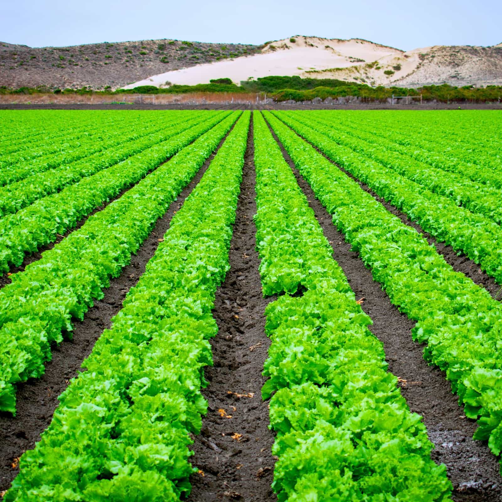 Gesso Agrícola para Hortaliças e Fruticultura