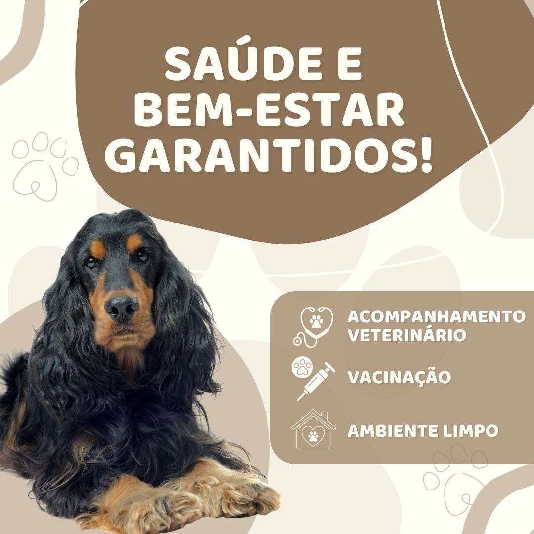 Cocker Spaniel Inglês - Cocker World Cocker Spaniel Inglês - Cocker World