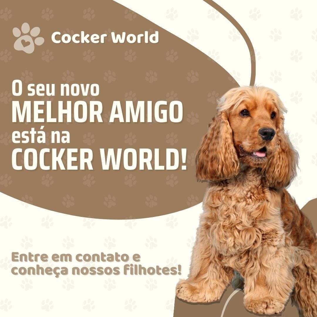 Cocker Spaniel Inglês - Cocker World Cocker Spaniel Inglês - Cocker World