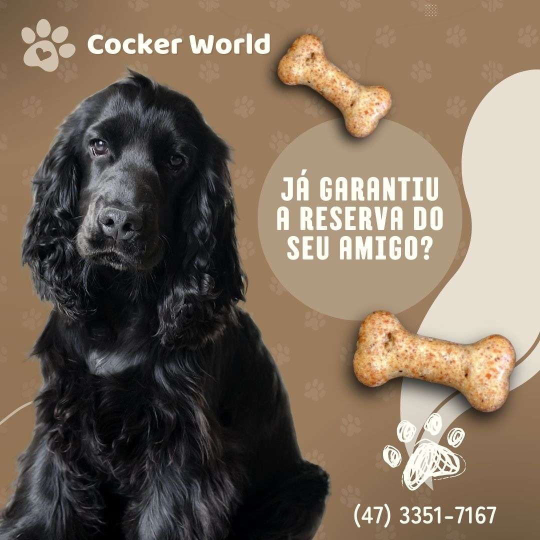 Cocker Spaniel Inglês - Cocker World Cocker Spaniel Inglês - Cocker World