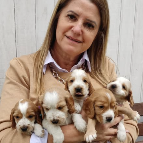 Venda de Filhotes de Cocker Spaniel Inglês