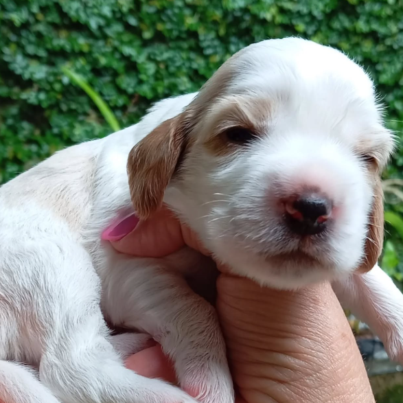 Garanta Seu Filhote Com Antecedência