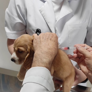 Filhotes Vacinados e Vermifugados