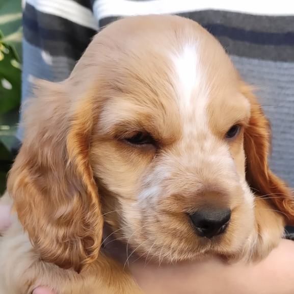 Cocker Spaniel Caramelo