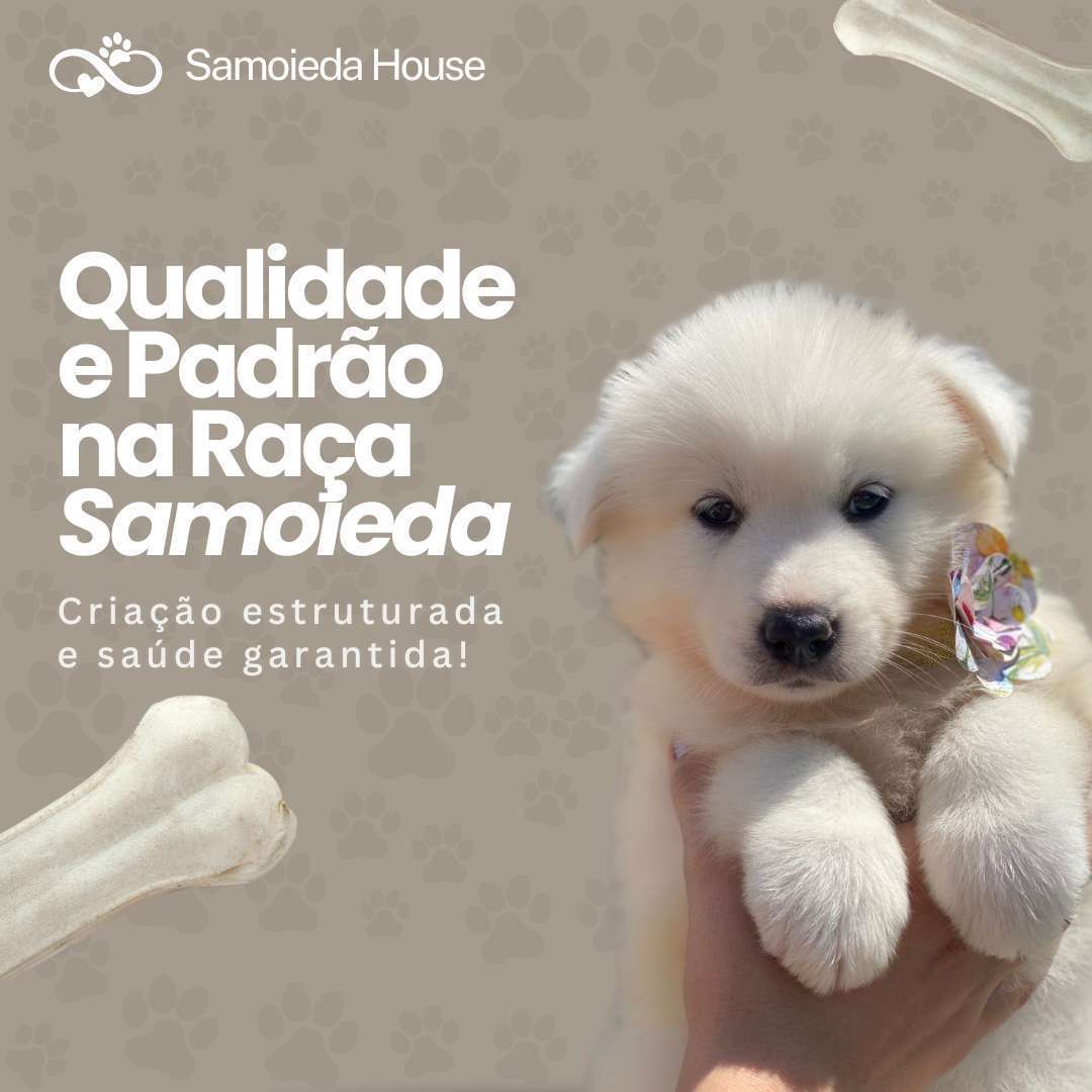 Canil Samoieda House Canil Samoieda House