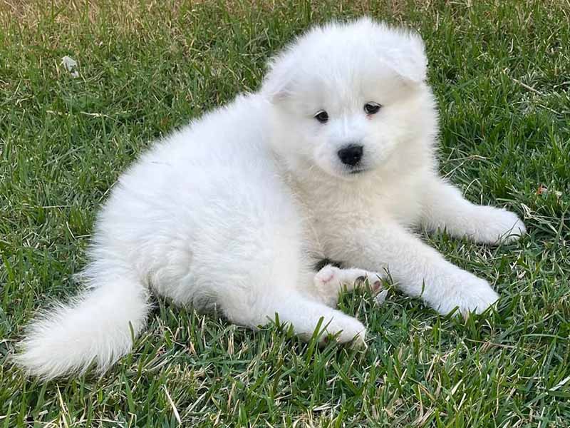 Canil Samoieda House