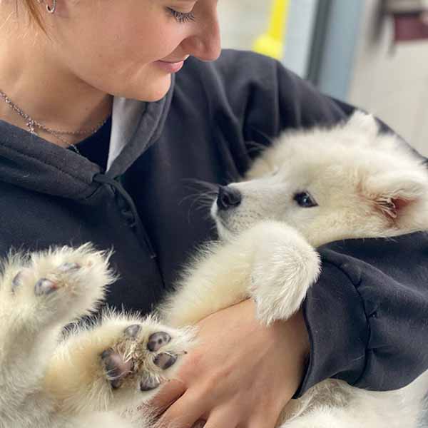 Canil Samoieda House