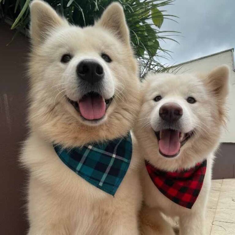 Canil Samoieda House