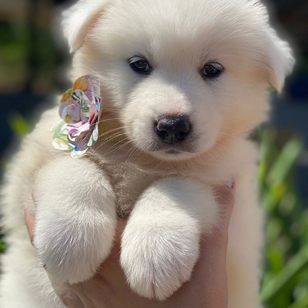 Canil Samoieda House