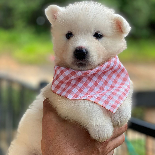 Canil Samoieda House