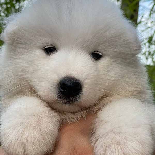 Canil Samoieda House