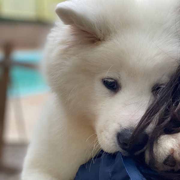 Canil Samoieda House