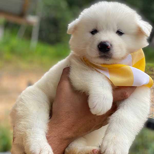 Canil Samoieda House