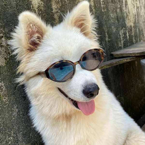 Canil Samoieda House