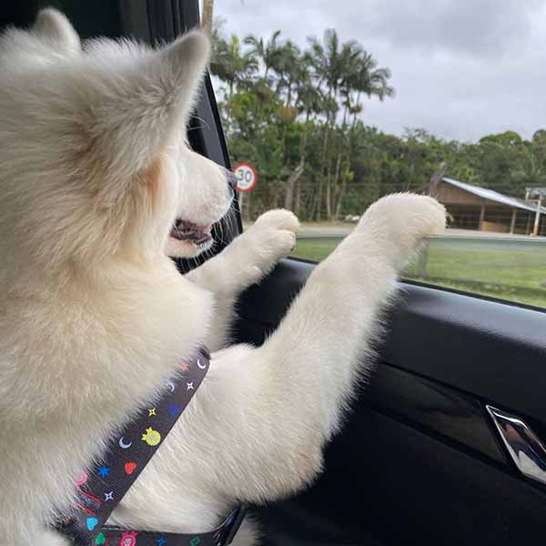 Canil Samoieda House